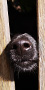 logo
Hund